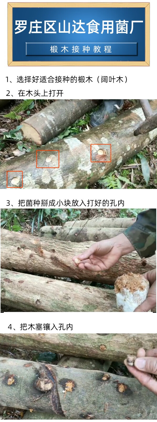 香菇椴木菌种子平菇食用菌种黑木耳断段木头种植冬菇可食用栽培蘑菇2