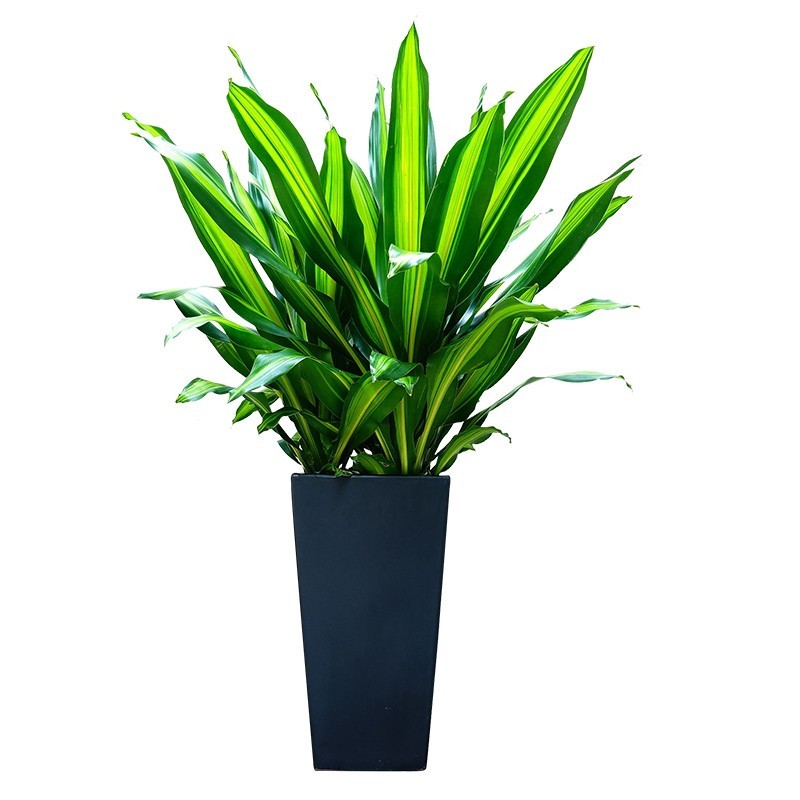 诺耕 金边巴西铁 也门铁 香龙血树 ,绿植盆栽,室内花卉 观叶植物盆栽