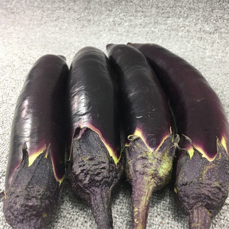 东北茄子新鲜蔬菜黑紫长线茄子蒜茄子材料现摘开锅烂1000g