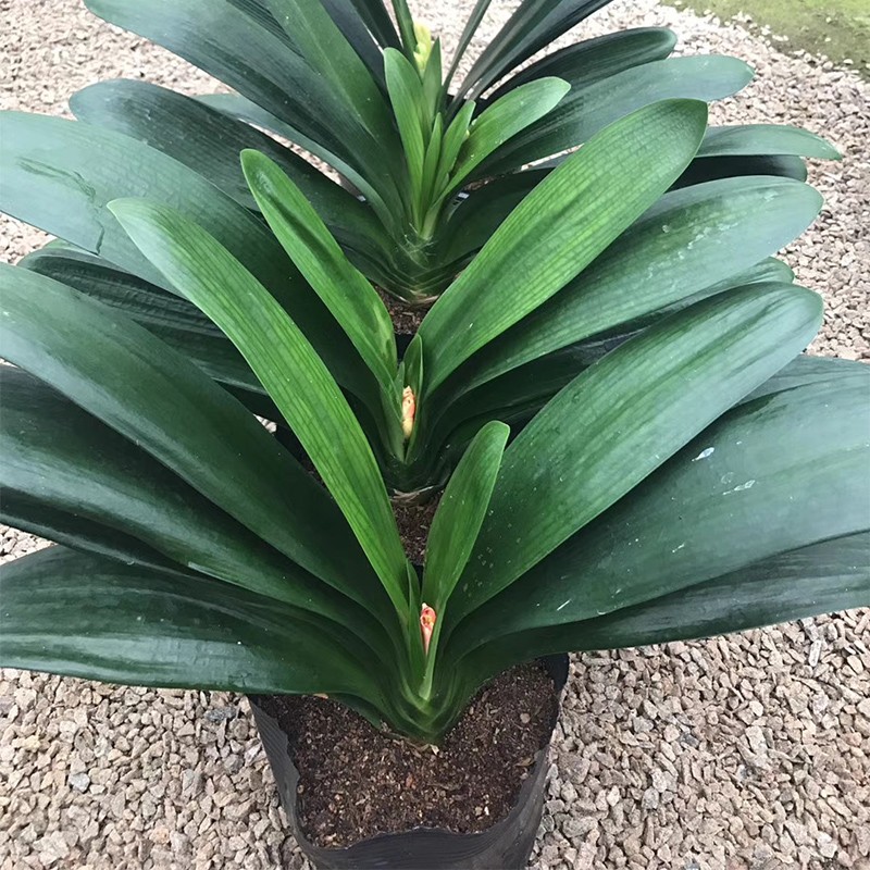 君子兰绿植花卉大胜利长春君子兰小苗精品兰花苗盆栽君子兰912叶片不