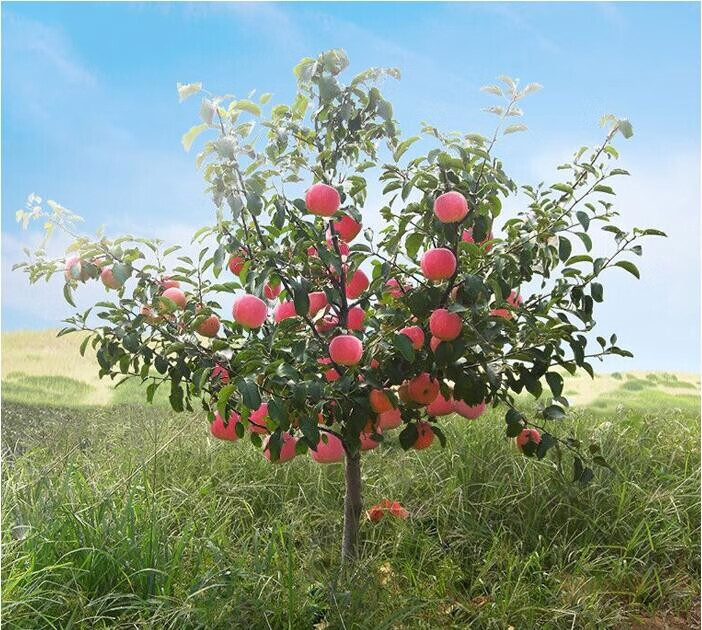 红富士苹果树苗南方北方种植苹果树盆栽新品种庭院大苗地栽金冠10年苗