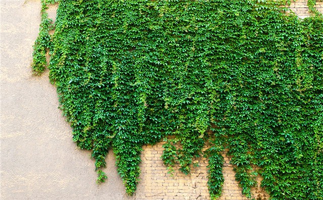 碧鼎 爬山虎种籽室外攀爬藤蔓爬藤植物种子多年生耐寒花种子地锦