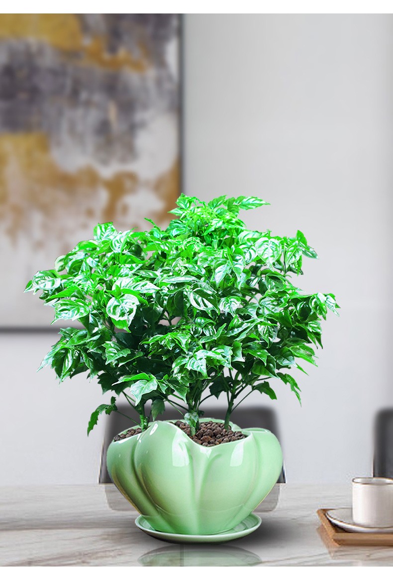 菜友幸福树盆栽植物室内花好养客厅绿植办公桌面小绿植盆栽女王节送礼