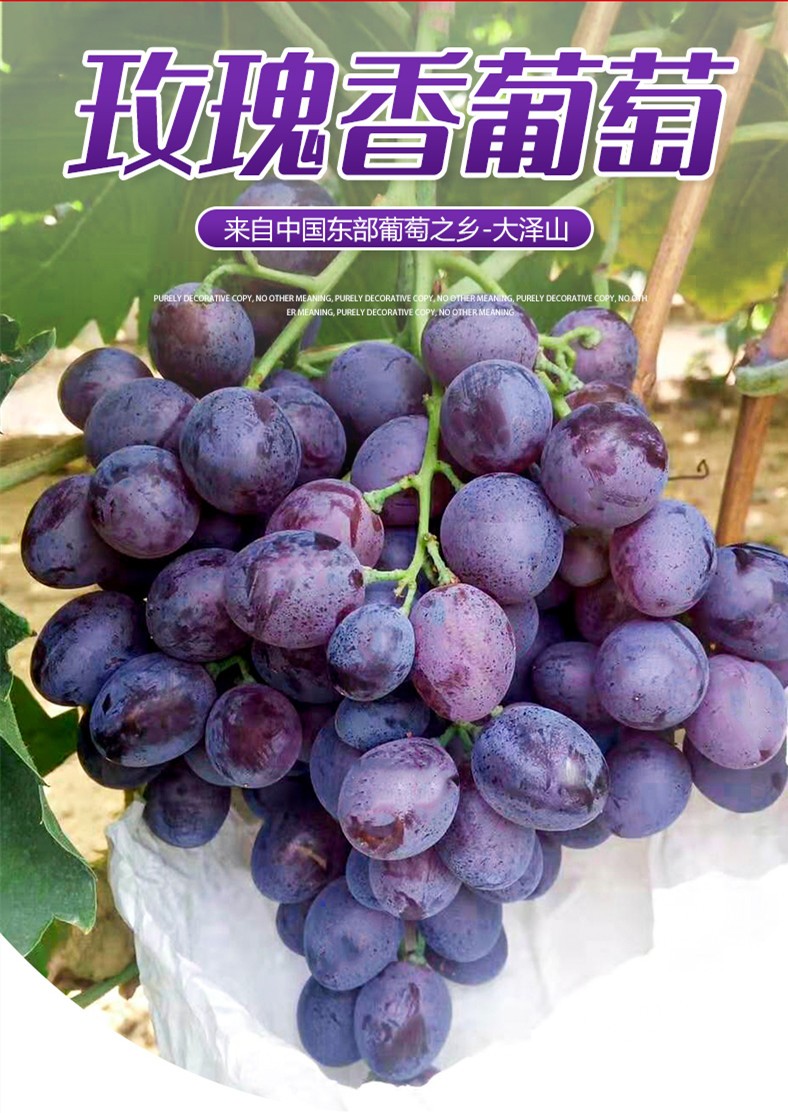 【顺丰】现摘现发大泽山玫瑰香葡萄新鲜红玫瑰葡萄当季孕妇水果整箱