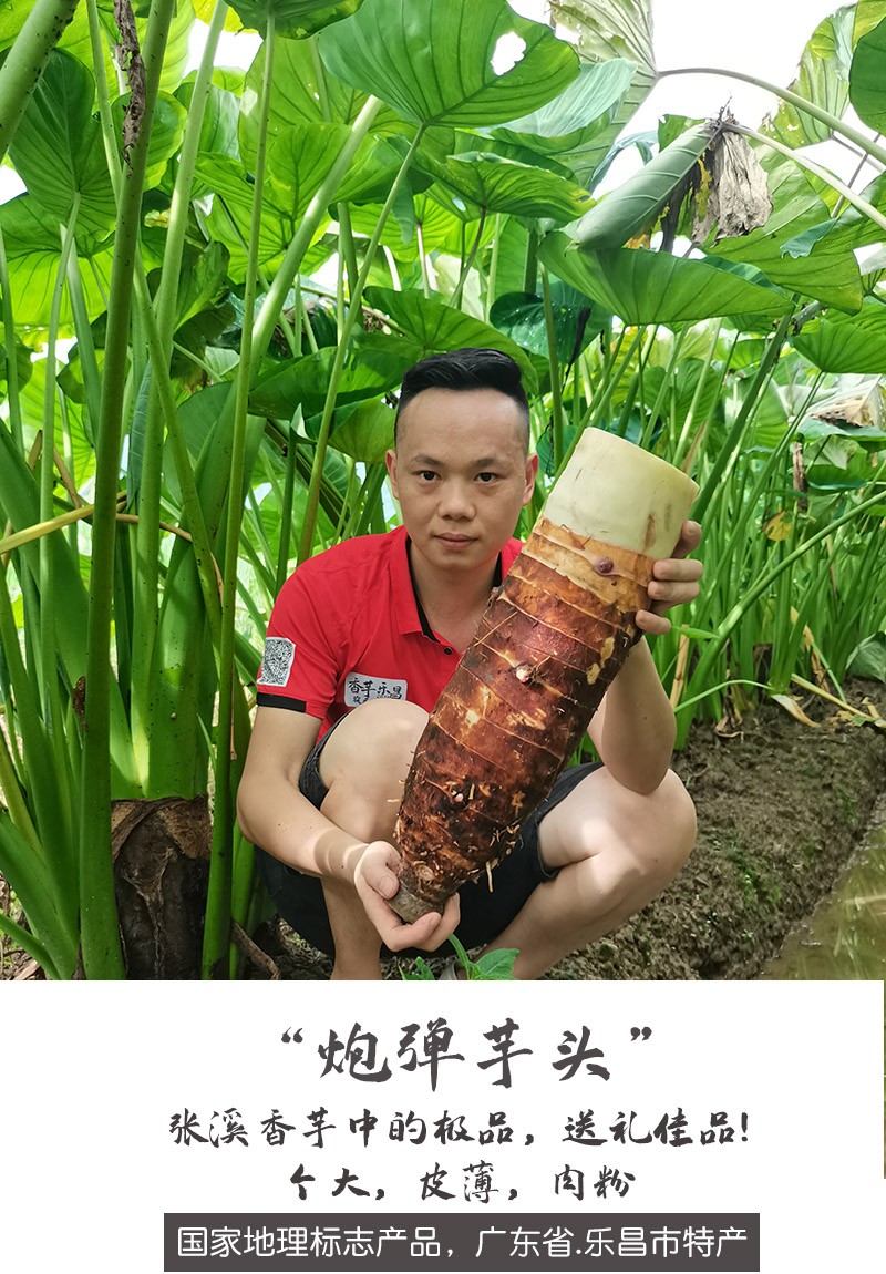 [乐昌馆] 炮弹芋头 张溪香芋 国家地标产品 广东乐昌特产 槟榔芋头 21