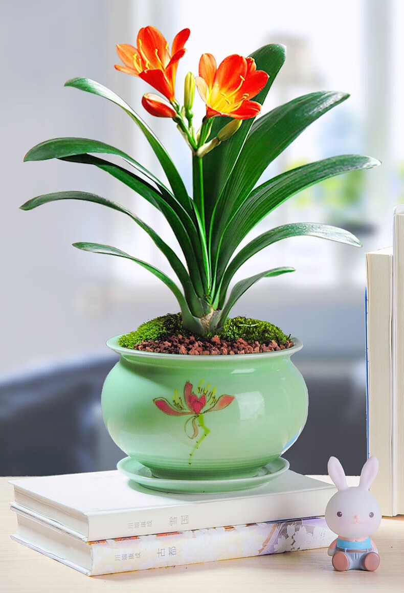 办公室内客厅阳台书房观赏盆栽花卉好养开花节日送礼小盆景 君子兰(不