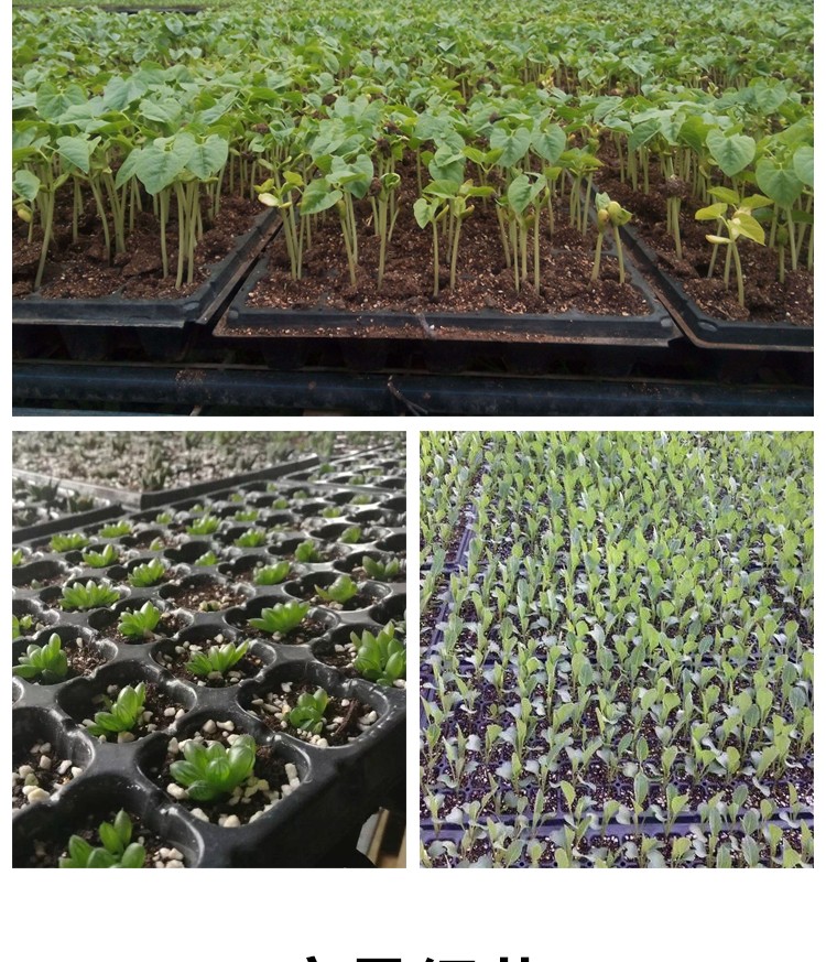 花田趣 育苗穴盘营养钵塑料育苗杯辣椒育苗盘多肉蔬菜草莓苗木育苗器