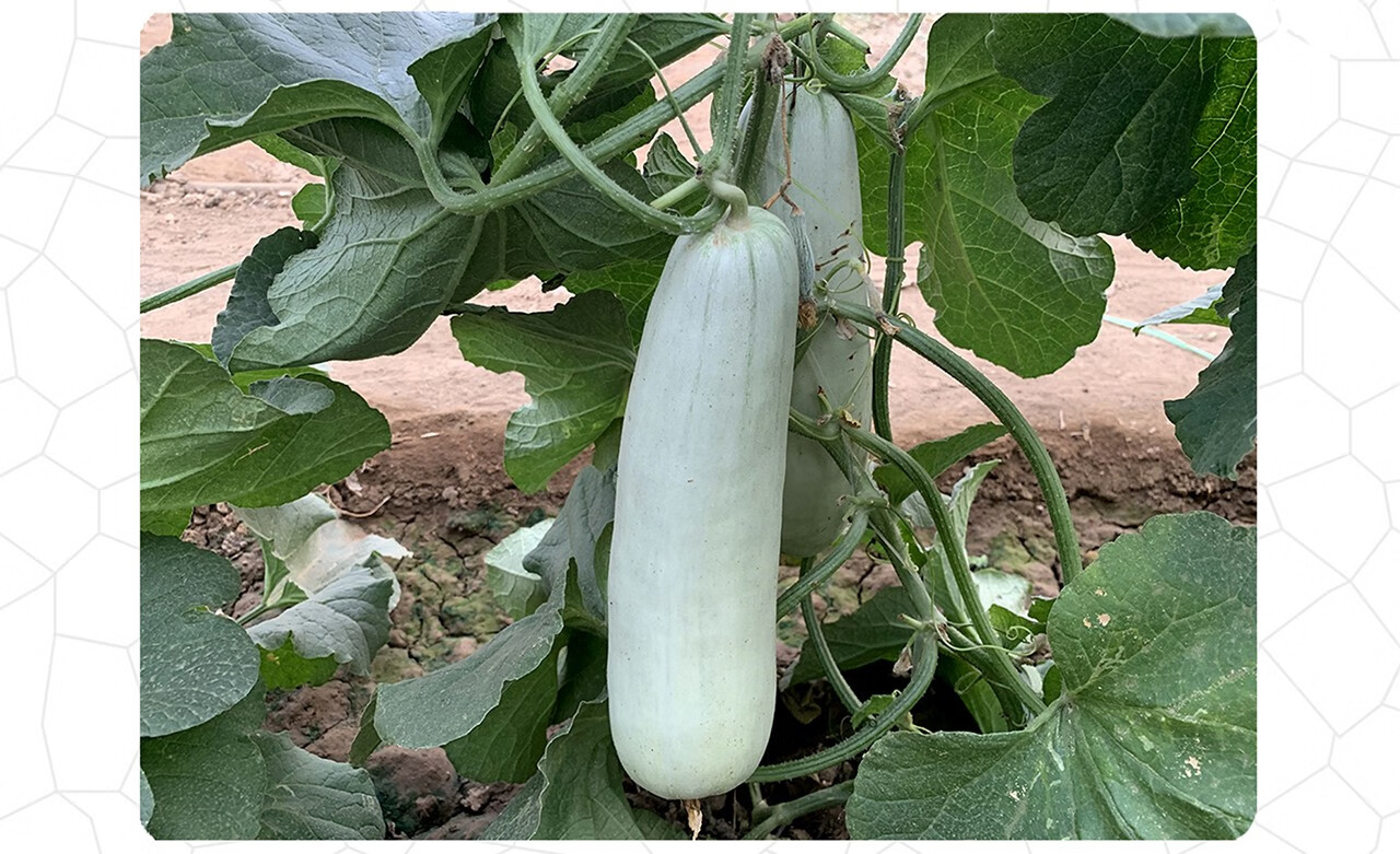 中科茂华瓜果种子中科t62甜瓜种子果实长棒型皮色灰白果肉黄绿色替代