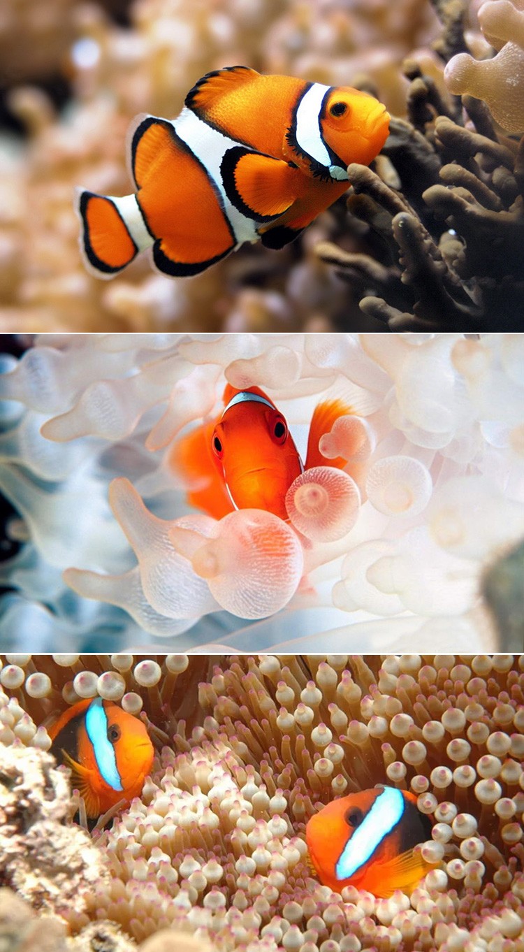 海水鱼活体人工小丑鱼野生公子双带黑背心奥黑白金公子小丑鱼尼莫