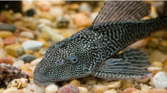 6-8cm豹纹清道夫1条【图片 价格 品牌 报价】-京东