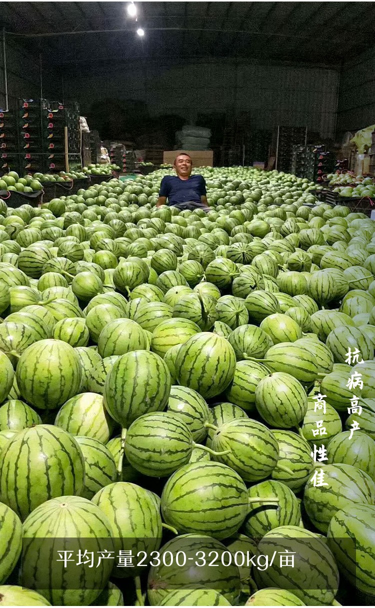 寿禾迷你小西瓜种子薄皮水果小糖丸西瓜种籽苏梦6号小型瓜圆形高产