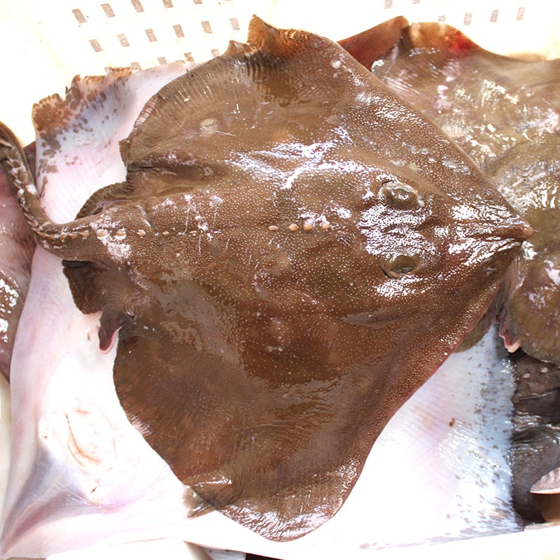 老板鱼整条魔鬼鱼新鲜冷冻海鲜鲽鱼老子鱼瑶鱼劳板鱼大菜园3斤