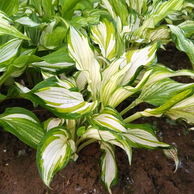 侬律玉簪花苗基地直销花叶青叶花植物盆栽花卉庭院花坛多年生植物绿化
