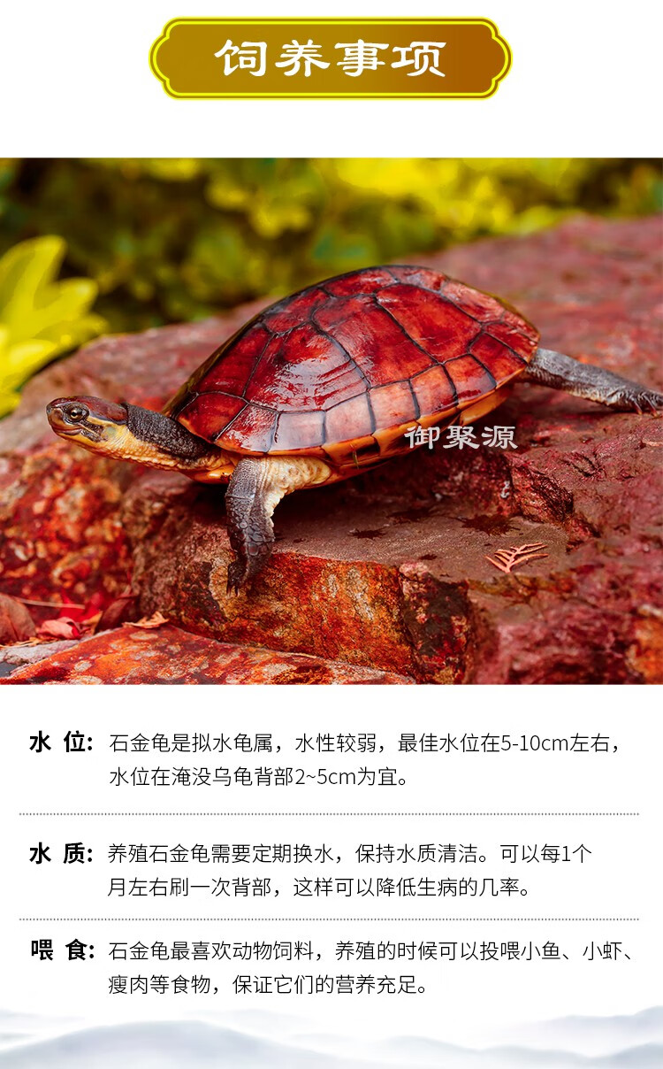 石金龟 纯种黄金龟黄侯龟活体南石苗越南苗黄金南石龟宠物观赏乌龟