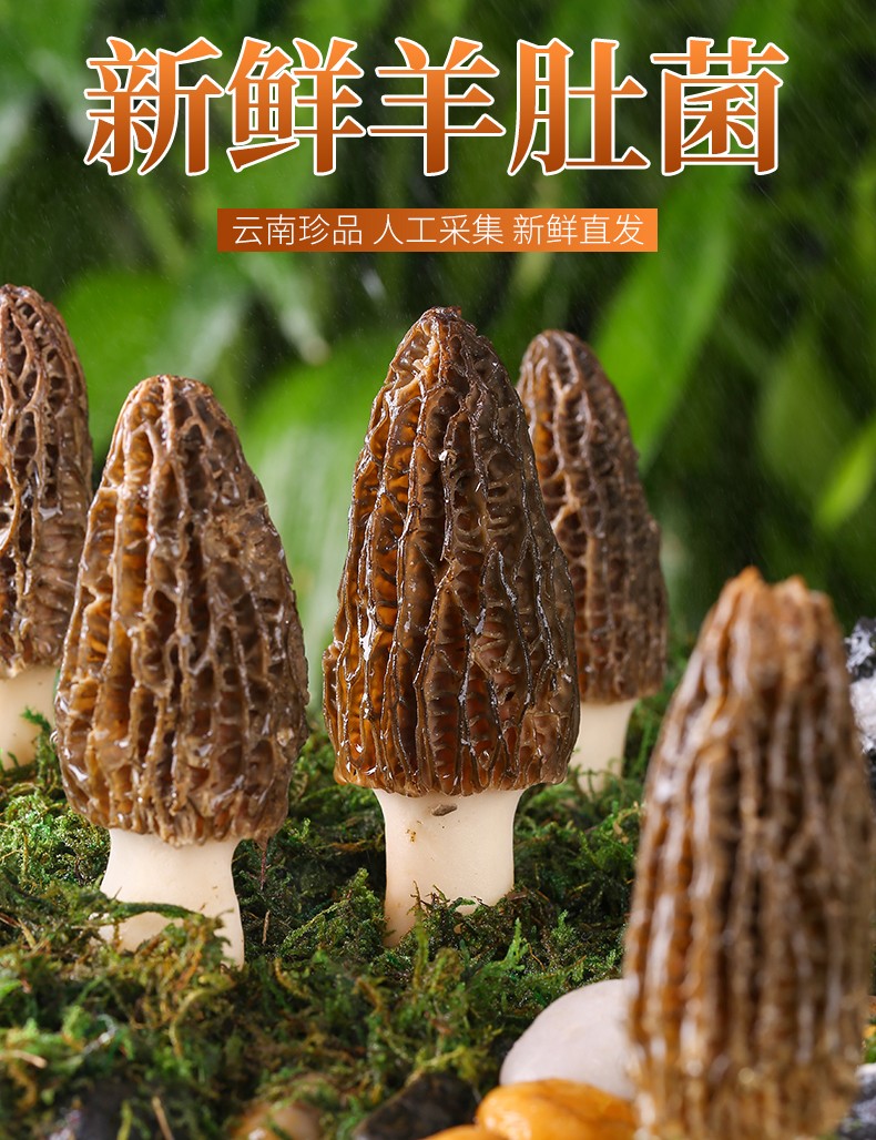 云南特产山珍鲜菌菇 生鲜 新鲜羊肚菌1000g【图片 价格 品牌 报价】