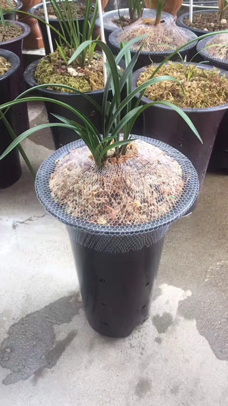 兰花盆网套兰花兰草盆防漏网鲜花园艺花卉盆栽用品兰盆专用网 中号网