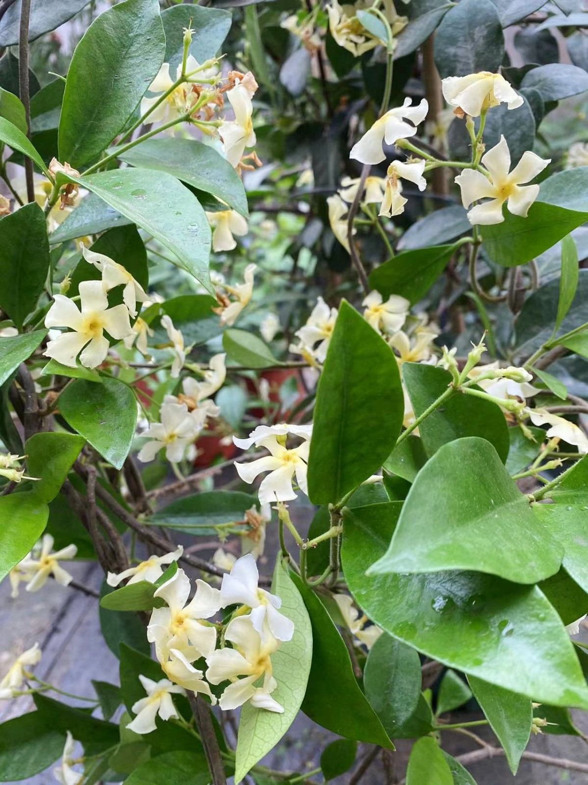 花溢满风车茉莉爬藤植物垂丝络石藤四季开花苗室内阳台花卉盆栽常青