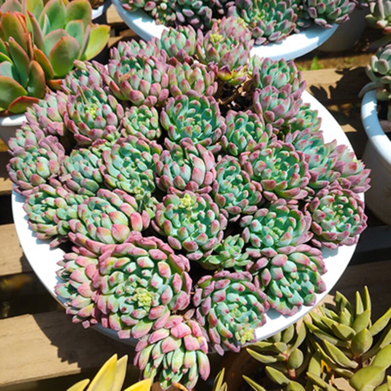 蓝苹果精灵多肉老桩植物阳台花园庭院适用盆栽别墅软装造景蓝苹果5头