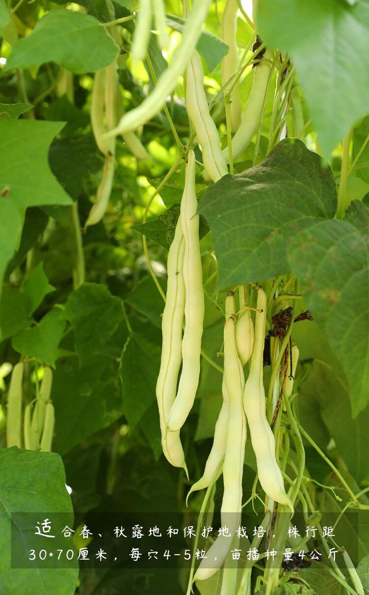 九粒白芸豆种子 100g/袋【约100粒】【图片 价格 品牌 报价】-京东