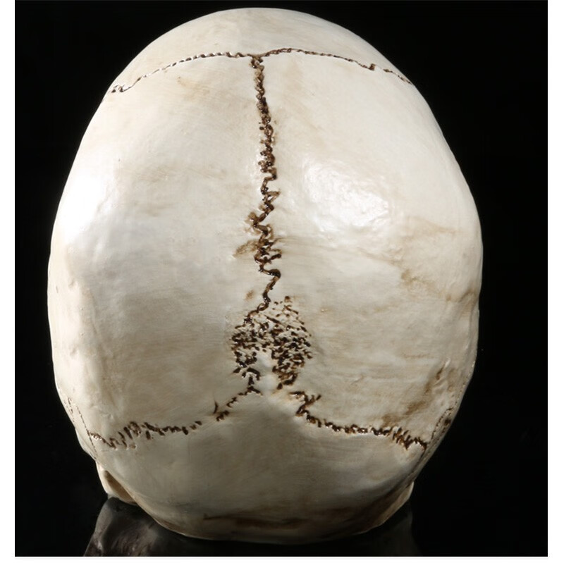 高仿真人头骨模型 树脂骷髅头 艺术美术临摹专用标本人体头颅模型