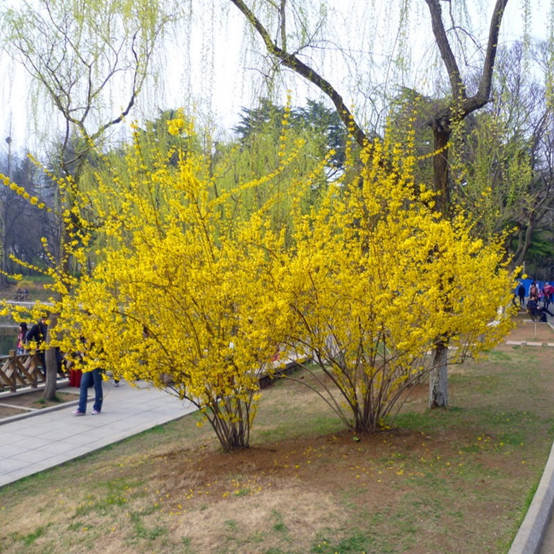 侬律 连翘苗园林绿化苗攀缘花卉连翘花苗连翘树苗金钟罩花黄老虎树苗