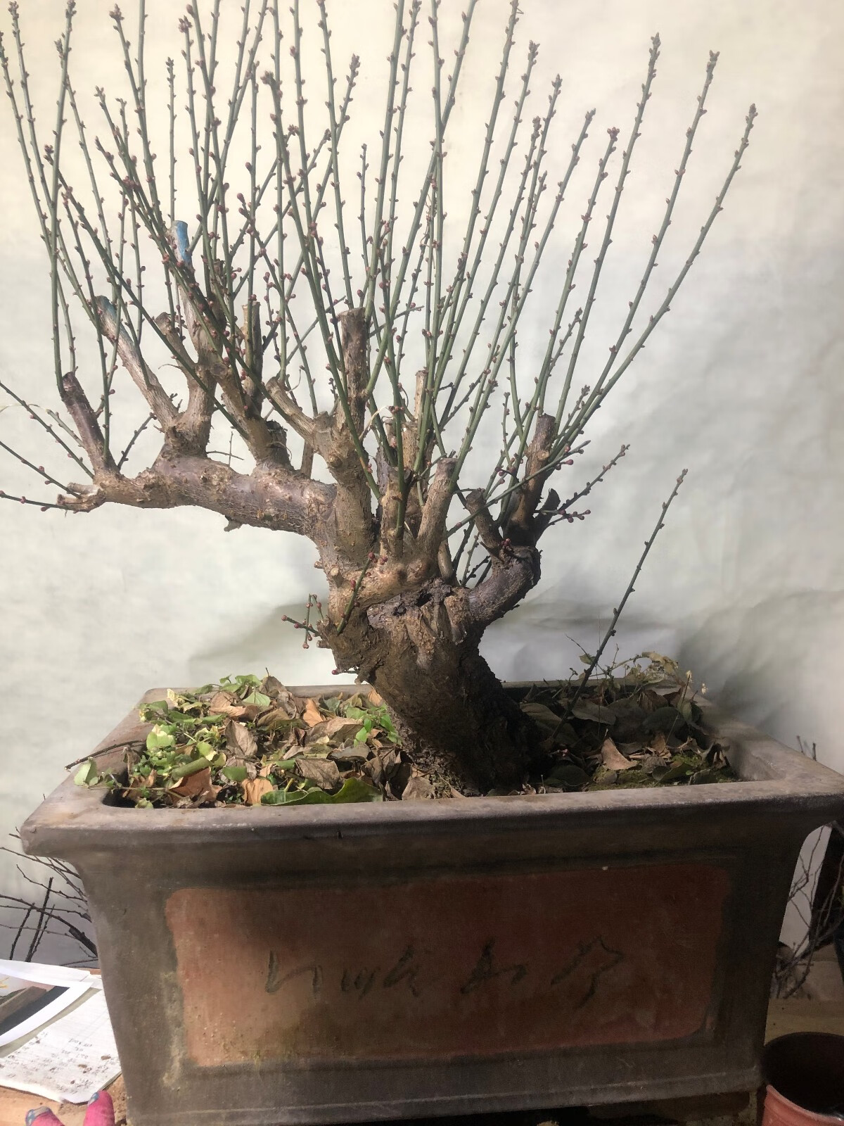 梅花老桩红梅盆景原盆原土打木架发货 红梅老桩带紫砂盆栽好发货