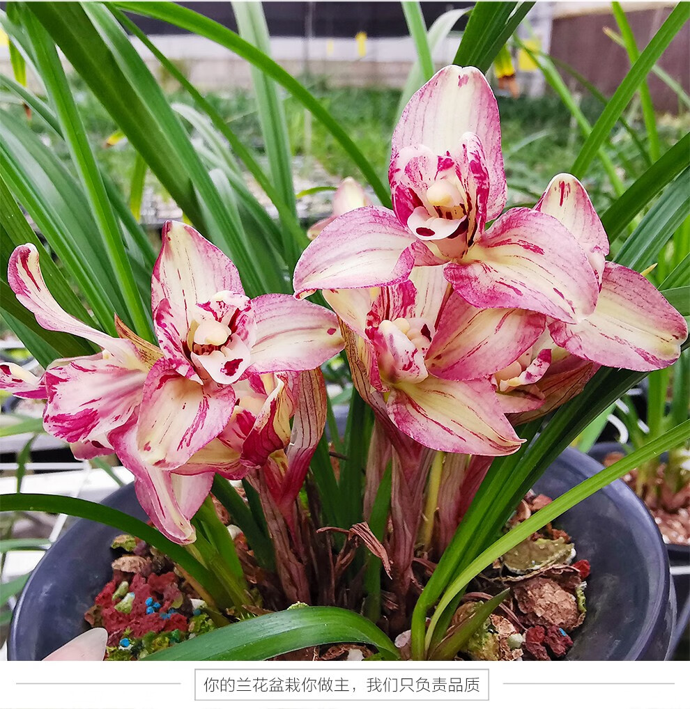 刘阁兰花苗春兰冠神现带花苞出售复色梅瓣浓香型好养花卉盆栽冠神3苗
