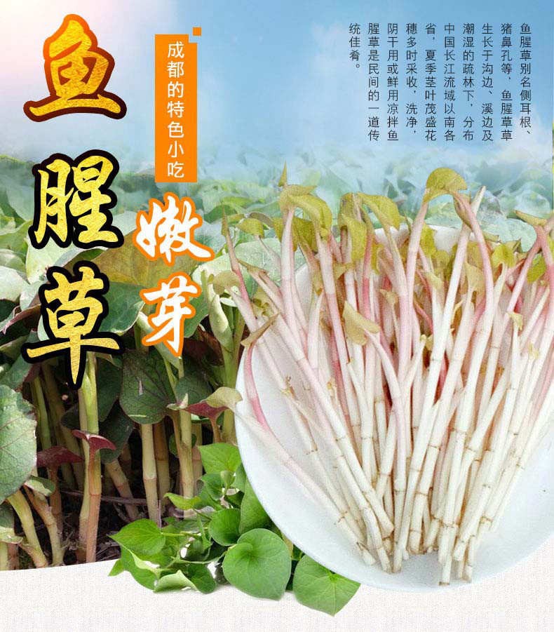 鱼腥草新鲜嫩芽折耳根红粉芽叶农家蔬菜 1500克【图片 价格 品牌 报价