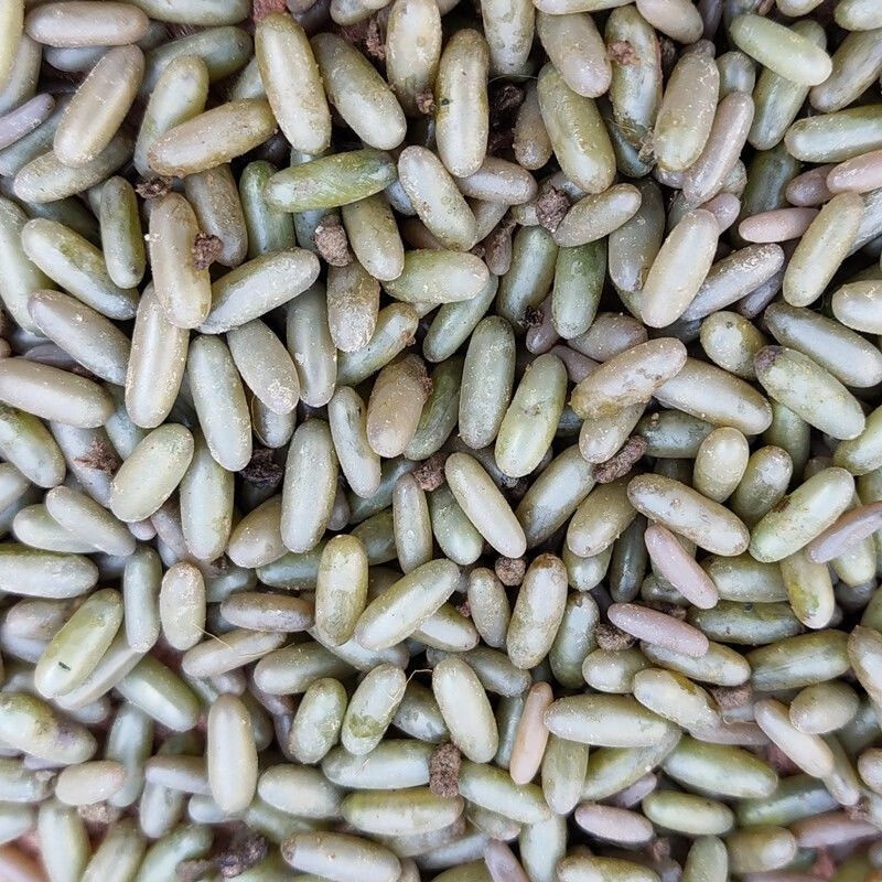 淼然阁 蝈蝈卵 平谷铁皮蝈蝈卵萌动翠绿蝈蝈籽蛐蛐卵油葫芦扎嘴卵竹蛉