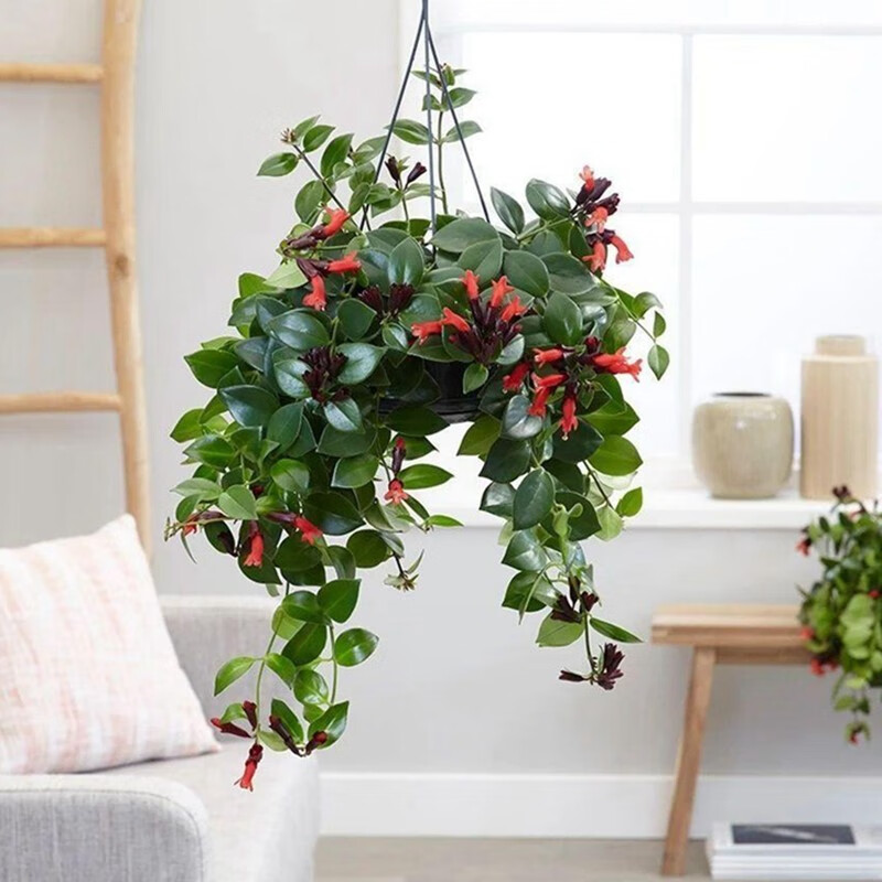 口红吊兰盆栽盆景吊兰植物盆栽室内口红吊兰花苗绿植花卉四季种植开花