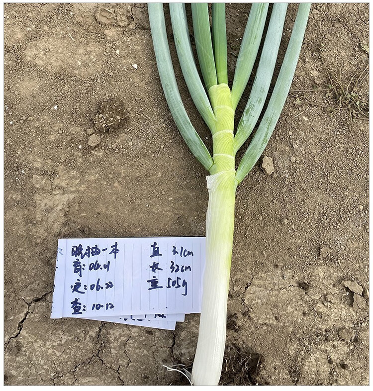 福顺德 日本钢葱种子原装晚抽青葱铁杆长白大葱耐热耐寒春秋播种蔬菜