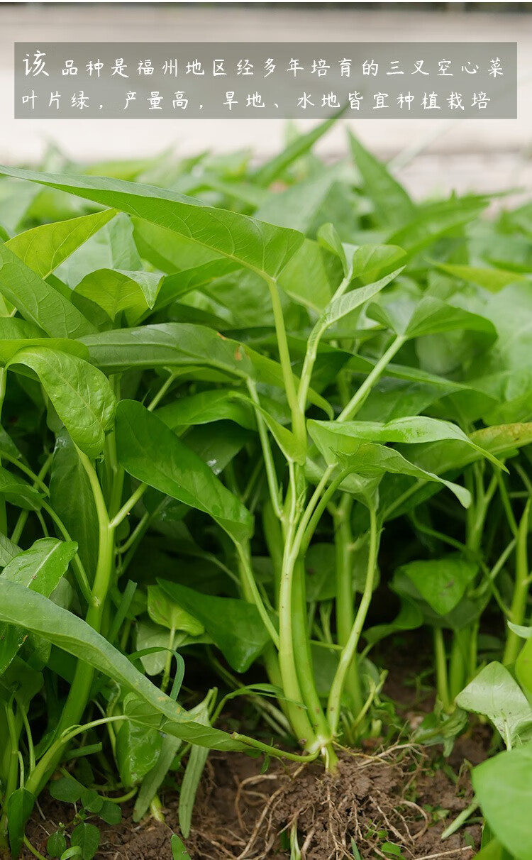 寿禾三叉高产空心菜种子菜苗蔬菜青菜菜籽种籽荃银三叉空心菜500克袋