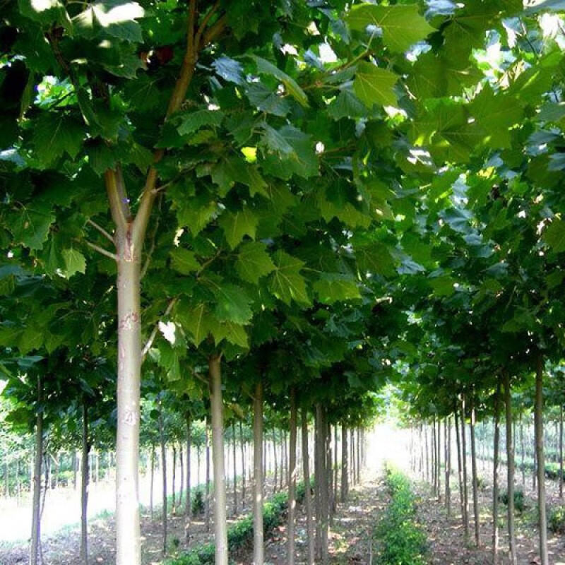 彩苑 法国梧桐树苗 苗圃直销绿化苗木法桐树苗法桐树法桐苗法桐大树苗