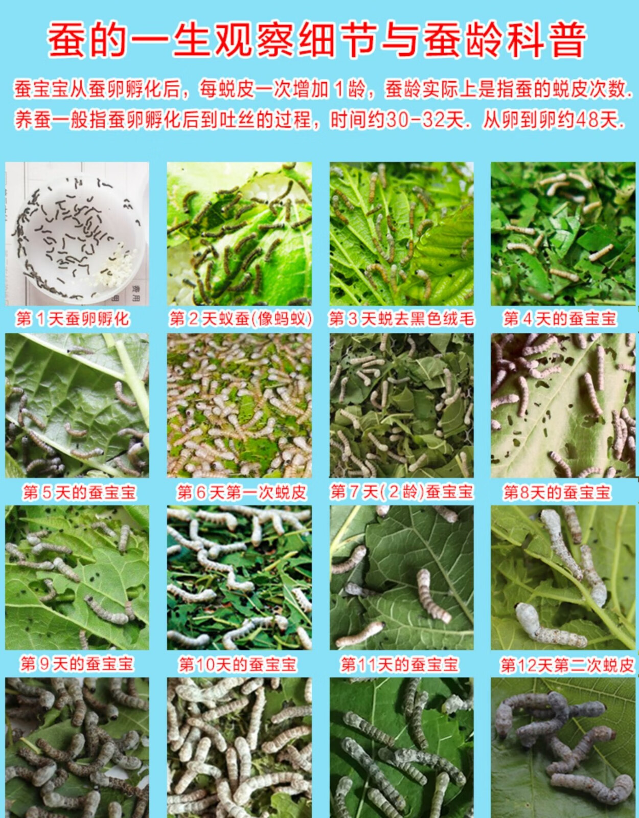 奥狸狸15龄蚕宝宝活体学生养蚕套装给新鲜桑叶白色家蚕卵批运输3龄蚕