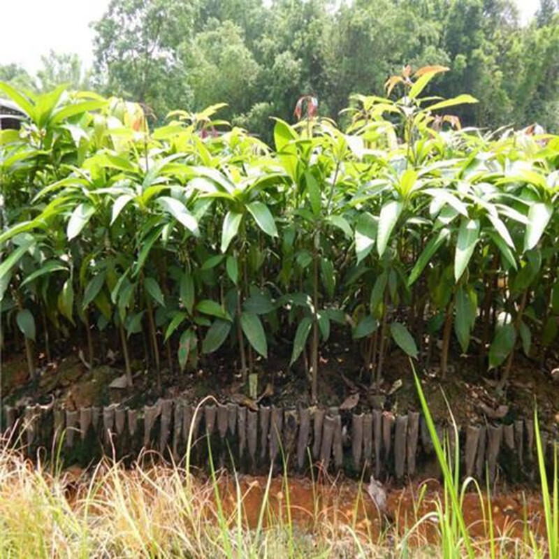 金煌芒芒果苗树苗庭院盆栽嫁接果树苗四季芒台农一号澳芒果树苗南北方