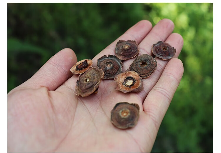 致天然 柿蒂500g 精选去沿柿蒂 柿把子 中药材柿蒂 去边沿柿蒂 深山