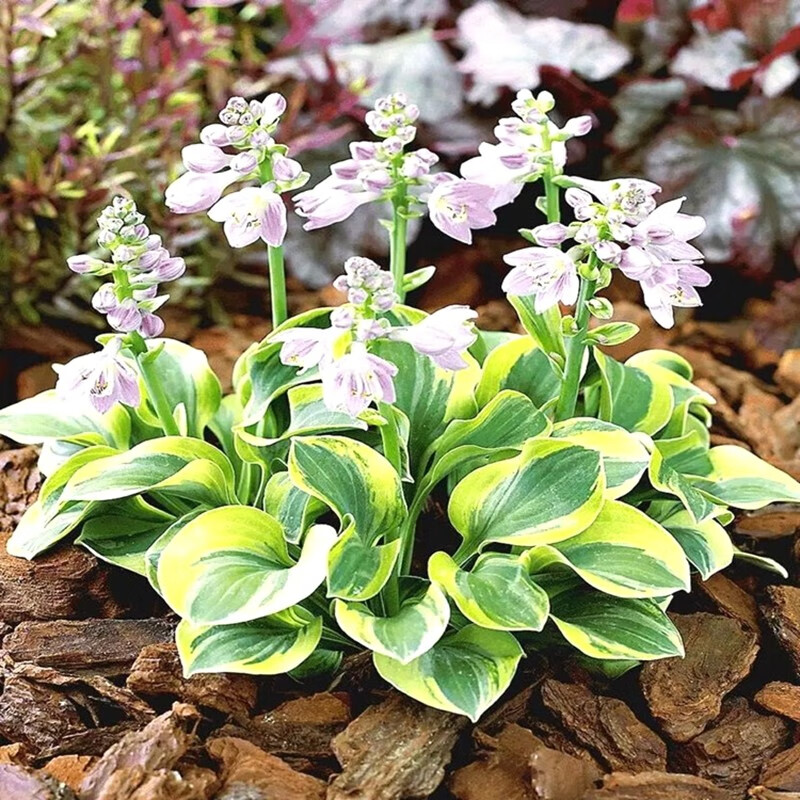 侬律玉簪花苗基地直销花叶青叶花植物盆栽花卉庭院花坛多年生植物绿化