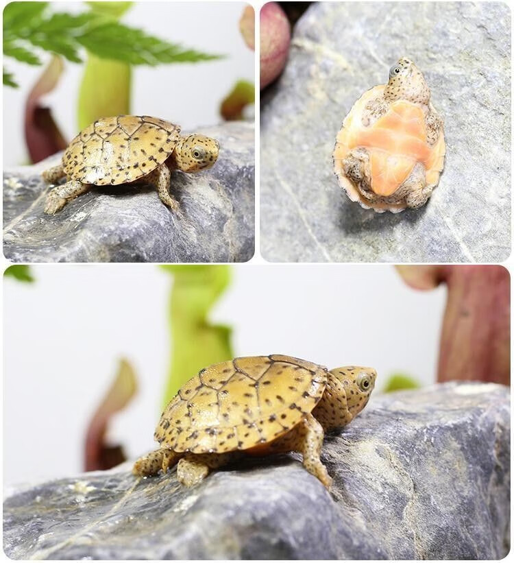 巨头蛋龟活体迷你深水小型龟宠物观赏苗子68厘米