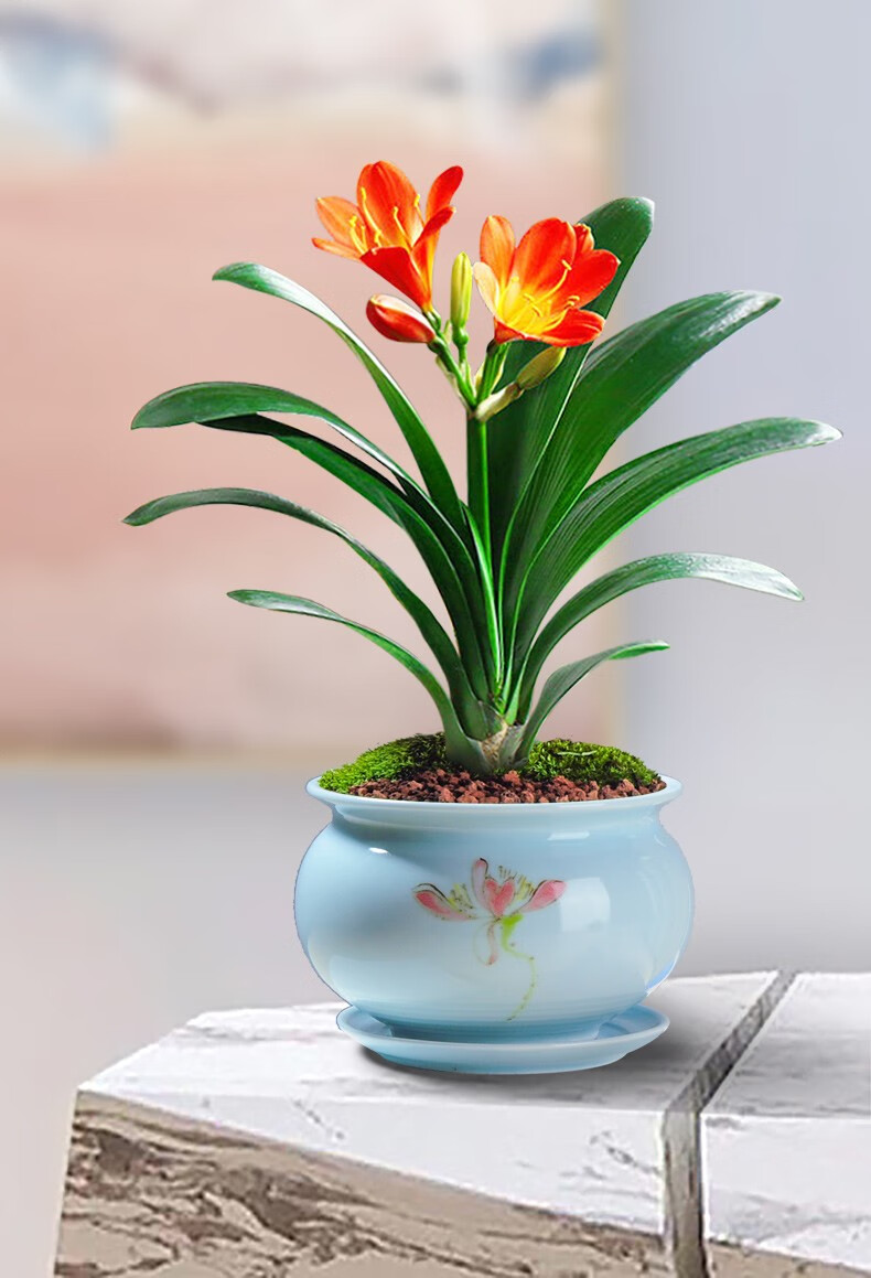 菜友 君子兰盆栽花卉绿植含盆植物 办公室内客厅阳台书房观赏盆栽花卉