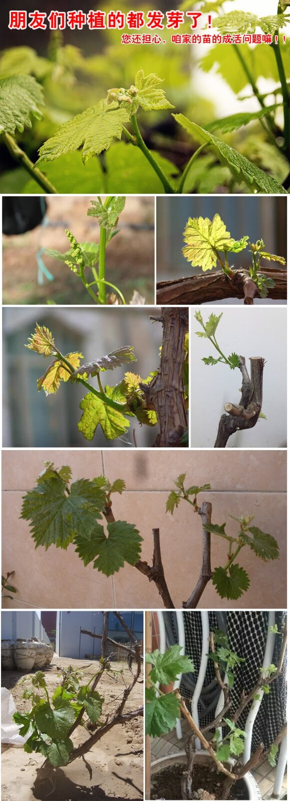 八年葡萄树苗特大巨峰 嫁接葡萄苗 当年结果提子树苗无籽葡萄庭院阳台