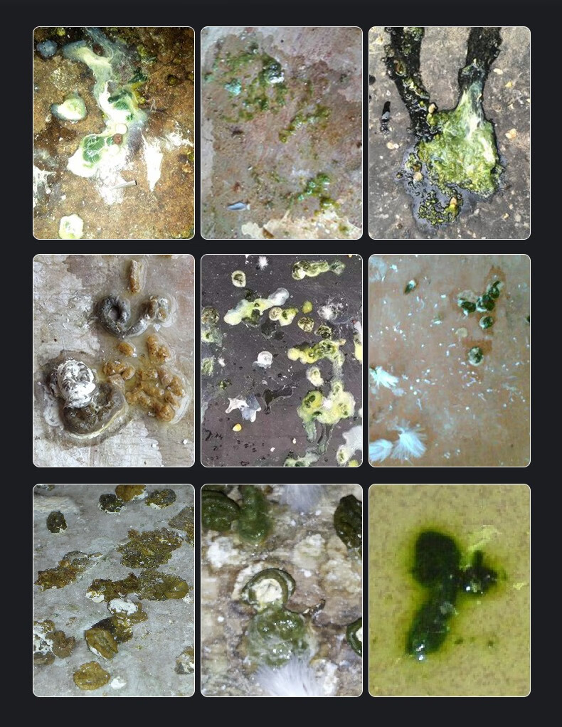 溪怡活菌王鸟专用鹦鹉八哥调理肠道拉稀水绿便玄风鹦鹉预防常备用药物