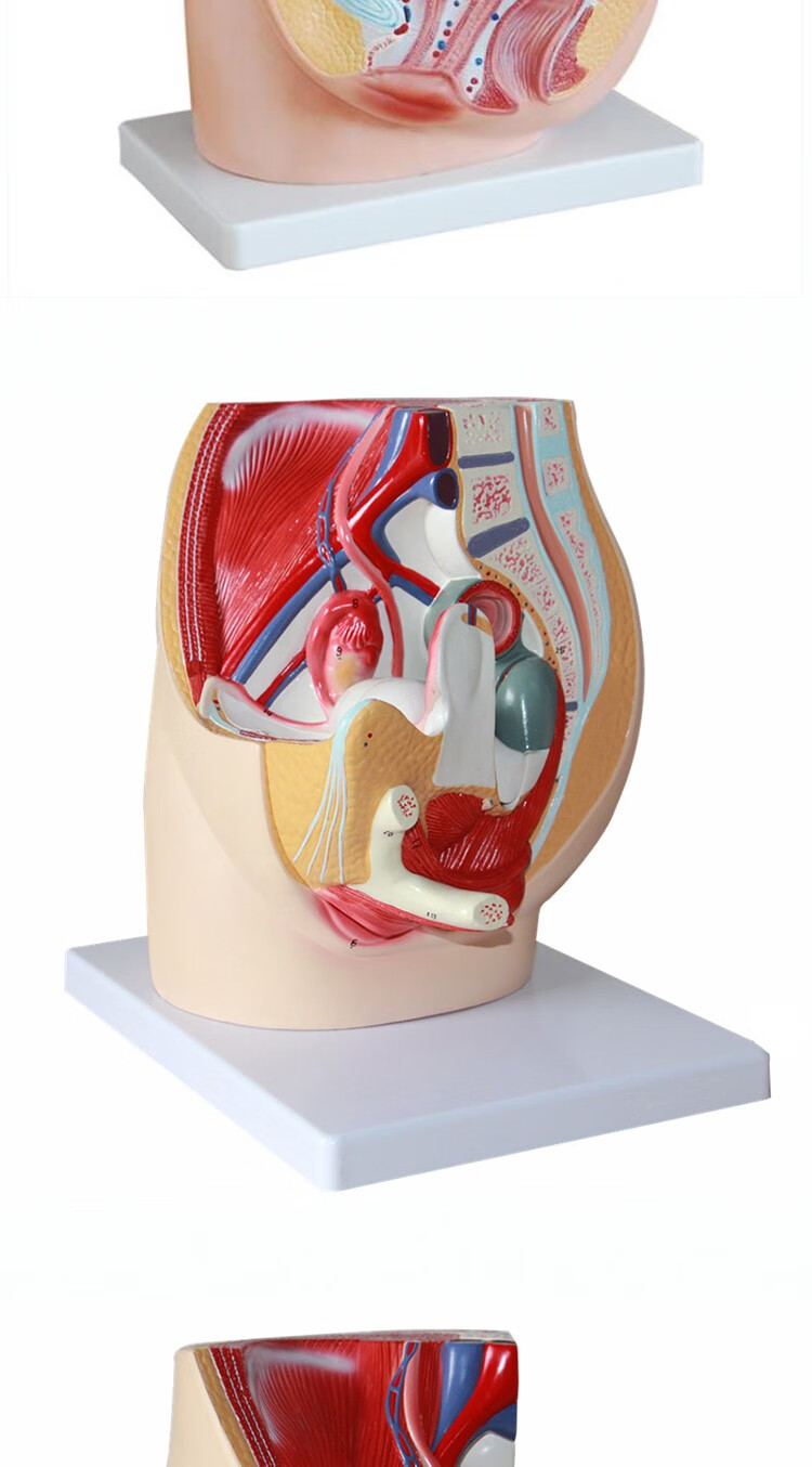 女性盆腔正中矢状切面模型3件男性矢状解剖模型男性生殖器解剖女性