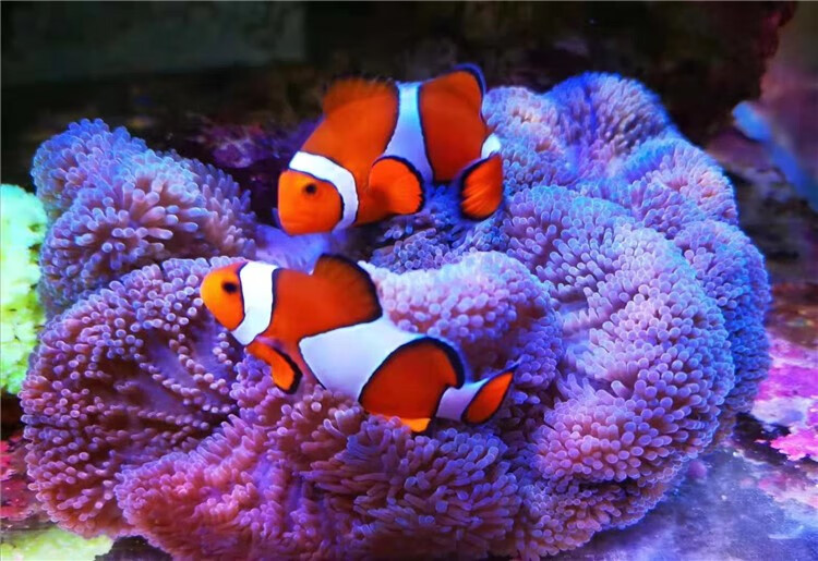 海水鱼活体人工小丑鱼野生公子双带黑背心奥黑白金公子小丑鱼尼莫