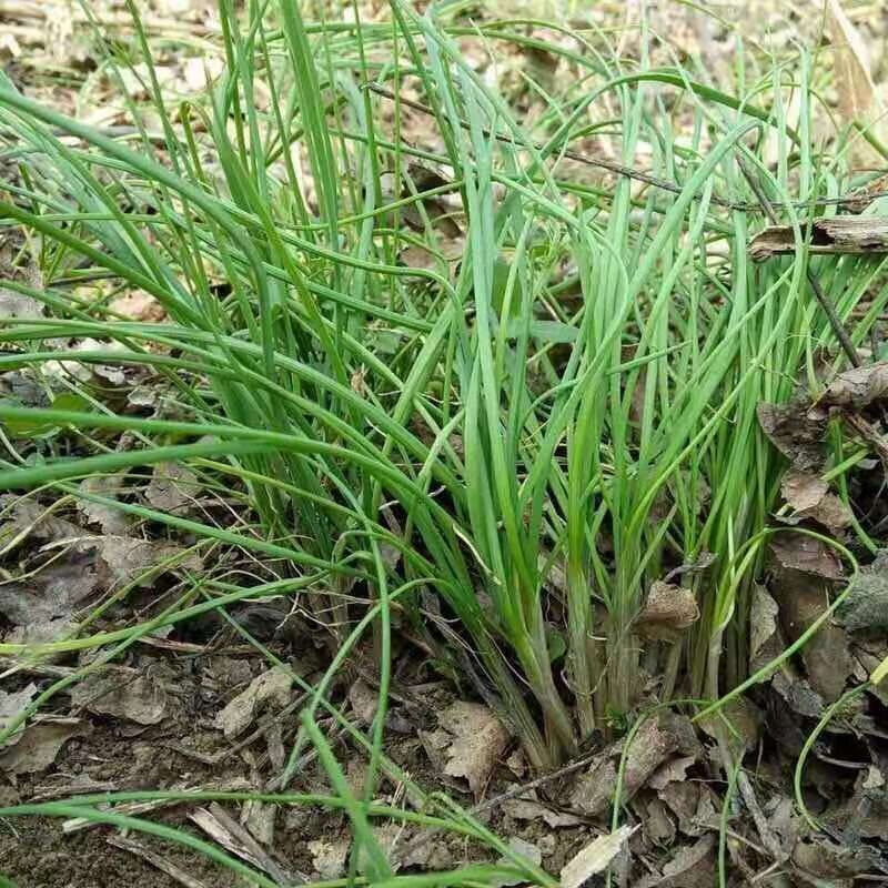 俏背篓 野韭菜 小根蒜 小葱 野山蒜 沙葱 现挖现发 1斤装