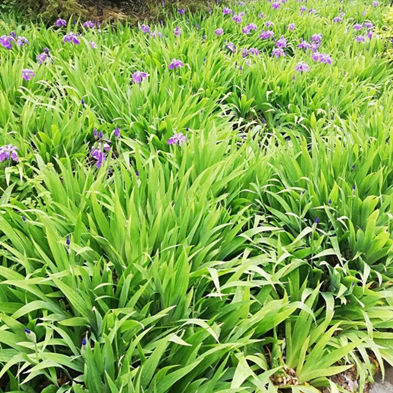 侬律鸢尾花苗盆栽绿植扁竹根耐寒四季常青庭院耐阴花卉植物绿化苗木地