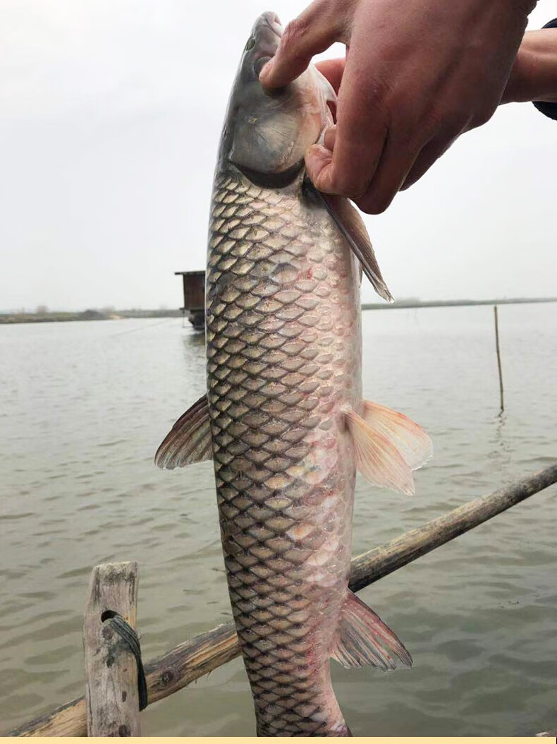 春节不打烊猫扑鱼微山湖草鱼鲜活大新鲜活鱼混子草根鱼