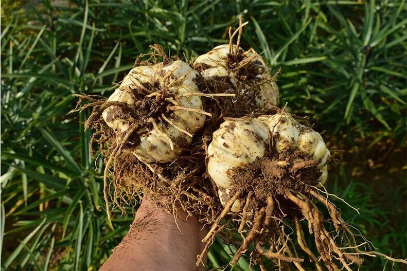 新鲜食用百合 鲜百合 生百合恩施土特产 1.5kg