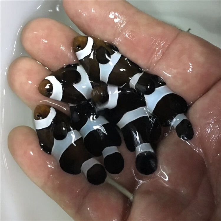 海水鱼活体人工小丑鱼野生公子双带黑背心奥黑白金公子小丑鱼尼莫