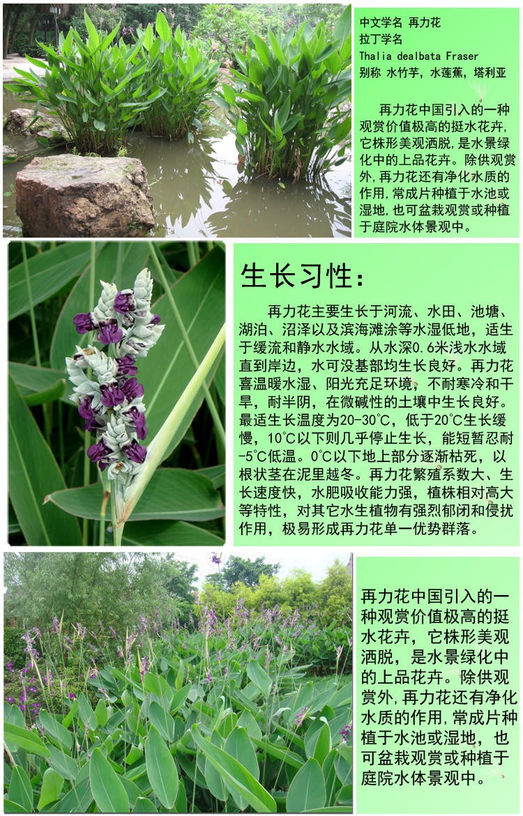 00g店铺:绿中城官方旗舰店商品编号:10025491527701商品名称:再力花苗