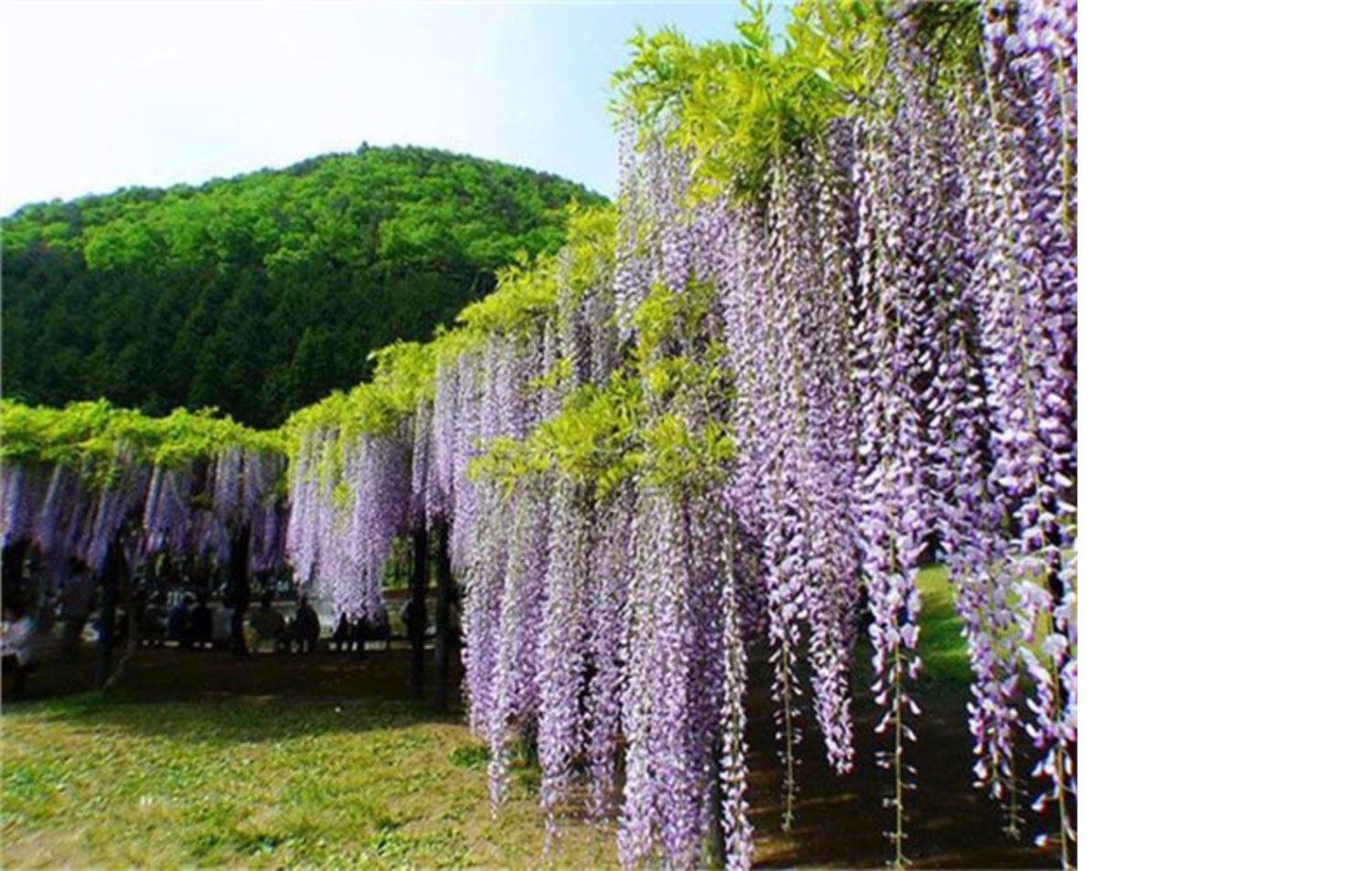 爬藤紫藤花树苗四季多花耐寒花苗走廊围墙庭院别墅藤蔓紫藤萝花卉老桩